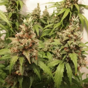 Dense Auto Critical Orange Punch cannabis buds with fuzzy trichomes grow among jagged green leaves, set against a soft-focus background of other similar plants.