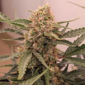 Auto Kerosene Krash cannabis plant displays dense, trichome-covered buds with pointed leaves extending outward, set against a neutral indoor background.