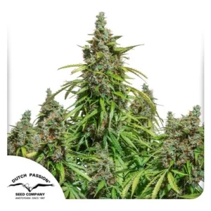 Auto Mazar Cannabis plant with dense, green and orange buds, stands upright, surrounded by pointed leaves; labels read “Dutch Passion” and “Seed Company Amsterdam, Since 1987.”