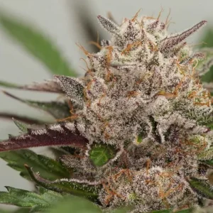 A cannabis bud, covered in frost-like trichomes and orange hairs, rests amidst green and purple leaves in a close-up view, highlighting its detailed texture and colors.