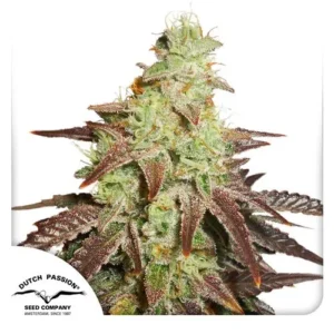 Auto Night Queen cannabis plant with vibrant green buds and frosty trichomes, surrounded by deep purple leaves. Logo text: "Dutch Passion® Seed Company Amsterdam, Since 1987" is present in the corner.