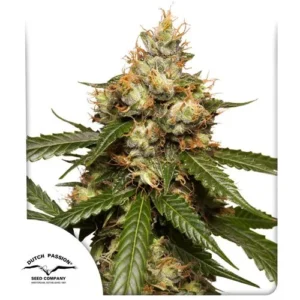 Auto THC Victory cannabis plant with dense buds and orange hairs stands prominently, surrounded by long green leaves. The logo reads "Dutch Passion Seed Company."