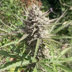 Auto Ultimate cannabis plant with dense, frosty buds and long, narrow leaves grows outdoors amidst surrounding greenery.