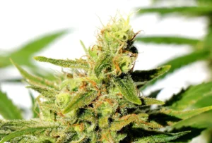A close-up of a BCN Diesel CBD Strain cannabis plant shows dense buds adorned with fine, glistening trichomes and orange pistils, set against a bright, slightly blurred background with green leaves.