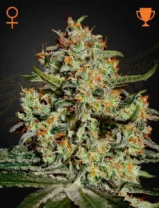 Big Bang Strain Cannabis bud covered in trichomes and orange hairs, set against a dark background with symbols denoting female and trophy.