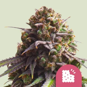 A dense Biscotti Strain cannabis bud, featuring vibrant purple and green hues, sits prominently against a light background; a pink icon resembling a bitten cookie appears in the corner.