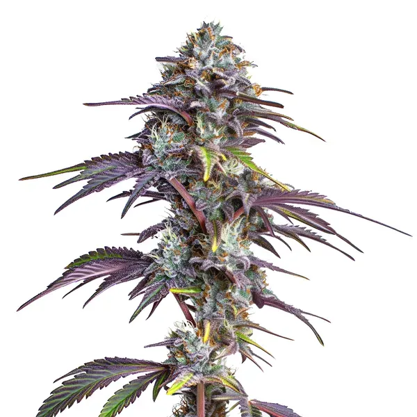 Purple Blackberry Moonrocks Strain cannabis plant displaying dense buds covered in trichomes, with dark purple-tinted leaves, set against a plain white background.