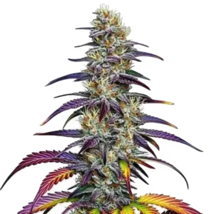 Colorful Blue Dream Strain cannabis plant displaying purple and yellow leaves, frosted with trichomes, standing against a plain white background.
