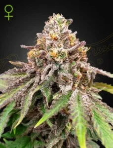 A dense Blue Haze x Gelato 41 Auto Strain cannabis bud is coated in frost-like trichomes with green and purple leaves, set against a dark background. A female symbol appears in the top corner.