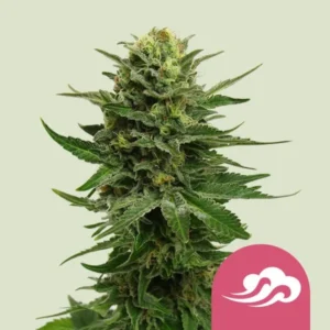 Blue Mystic Strain cannabis plant with dense, frosty buds and vibrant green leaves stands upright. The background is a plain light color. A pink cloud symbol is at the bottom right.
