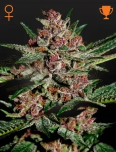 A Bubba Kush Strain cannabis plant with dense, frosty buds covered in white trichomes, surrounded by green leaves. Orange symbols, a female and a trophy, are at the top corners.