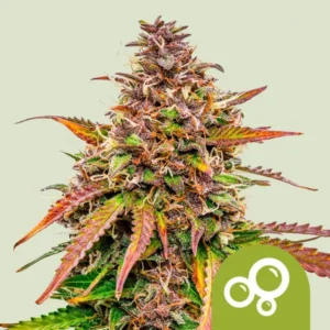 A dense Bubble Kush Auto Strain cannabis flower displays vibrant red, orange, and green hues, surrounded by trichomes, set against a plain light background. A logo with three circles appears in the lower right corner.