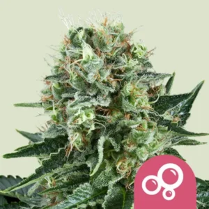 A dense Bubble Kush Strain cannabis bud, covered in white trichomes and orange hairs, sits against a light background. A pink circle with white bubble-like icons overlays the bottom right.