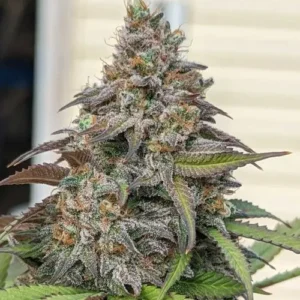 Dense CBD Charlottes Angel cannabis bud covered in trichomes, displaying purplish and green hues, surrounded by elongated leaves, set against a blurred exterior background.