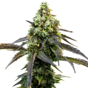 Dense Cafe Racer Strain cannabis bud with frosty trichomes and dark, slender leaves extends outward, set against a plain white background.