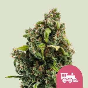 A frosty Candy Kush Express Fast Strain cannabis bud with vibrant green leaves and orange hairs stands upright against a light background. A pink icon featuring a white train is situated at the bottom right.