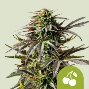 A bushy Cherry Pie Auto Strain cannabis plant with dark green and purple leaves grows upward against a light green background. A small icon of two cherries is displayed at the bottom right.