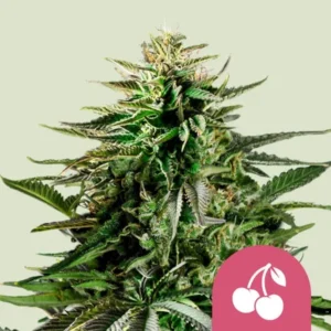 A dense, spiky Cherry Pie Strain cannabis plant with frosty green leaves stands prominently against a light background. In the bottom-right corner, a red icon depicts two cherries.