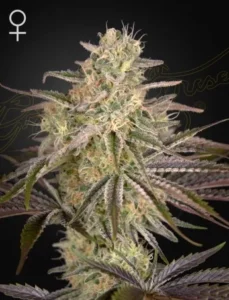 A close-up of a Cloud Walker Strain cannabis bud covered in white trichomes, standing vertically. Surrounding leaves have purple and green hues. A female symbol is visible in the upper left corner.