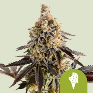 A dense Cookies Gelato Auto Strain cannabis bud with frosty trichomes and dark leaves stands prominently. The background is light green; a green ice cream cone icon is placed in the corner.