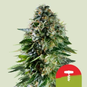 A dense, frosty Corkscrew Auto Strain cannabis bud covered in trichomes sits against a light background. In the lower right corner, a red and green icon features a stylized white medical cross.