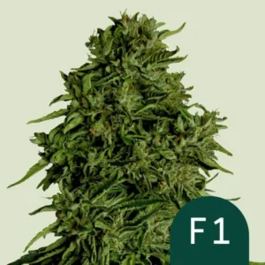 A dense green Cosmos F1 CBD Strain cannabis bud features prominently, surrounded by small, jagged leaves against a light background. The text "F1" is inscribed in a green circle at the bottom right.