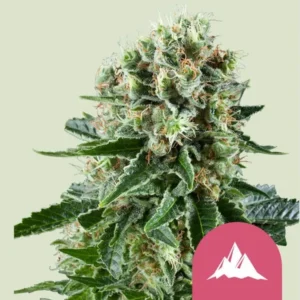 A dense Critical Kush Strain cannabis bud, covered in frosty trichomes and orange pistils, stands prominently. Green leaves frame the bud, set against a light background, with a pink mountain icon nearby.