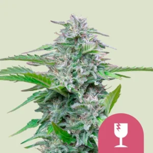 A Critical Strain cannabis plant stands upright, displaying dense, frosty buds surrounded by lush green leaves. A pink icon with a broken glass symbol is featured in the bottom right corner.