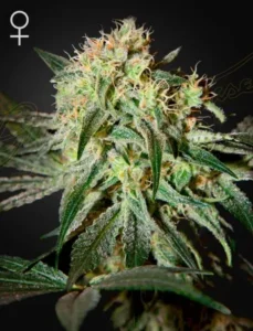 A Damn Sour Strain cannabis plant displays dense, frosty buds with orange pistils and green leaves. The plant is isolated against a dark background. A female symbol is visible in the top left corner.