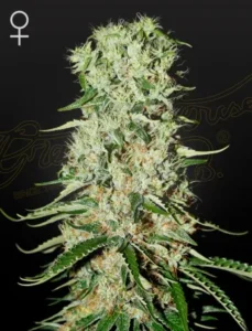 A dense Damnesia Strain cannabis bud covered in trichomes sits against a dark background. The surrounding text reads: "Green House." A female symbol is displayed in the top left corner.