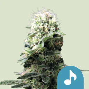 A dense, flowering Dance World CBD Strain cannabis bud with green leaves and white pistils stands upright; a blue icon with a white music note overlays the lower right corner. Light background.