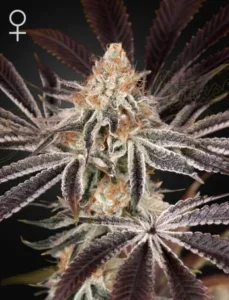 A Dark Phoenix Strain cannabis plant with frosty, trichome-covered buds and dark green, purple-tinged leaves grows against a solid black background. A circle with a cross below it appears in the top left corner.