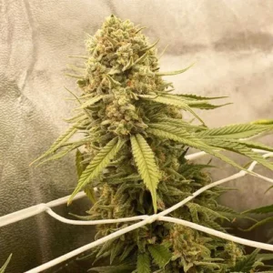 Desfran Cannabis plant covered with dense buds and green leaves grows vertically through a supportive trellis, set against a neutral, textured background inside an indoor growing environment.