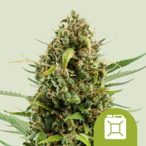 A dense Diesel Auto Strain cannabis bud, covered in trichomes and orange hairs, stands upright. Green leaves surround the bud on a light green background. A fuel can icon overlays the corner.