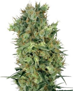 A tall, dense Diesel Feminized marijuana plant with spiky green and orange buds stands upright against a plain white background, highlighting its intricate textures and colors.