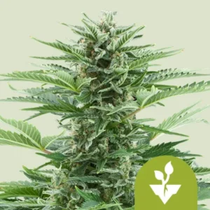 Easy Bud Auto Strain Cannabis plant displaying dense, frosty buds and serrated leaves, set against a plain light background. A small green icon with a white sprout is in the corner.