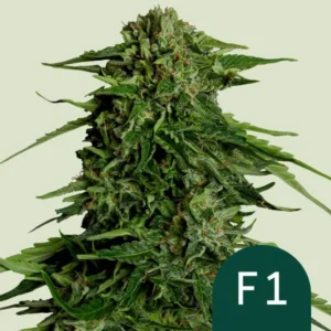 Dense Epsilon F1 Auto Strain cannabis bud covered in vibrant green leaves, standing upright with visible fine hairs, set against a light background. In the corner, text reads "F1".