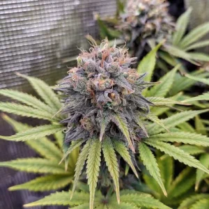 A dense Euforia cannabis bud with purple and green hues is growing among pointed leaves, situated in a greenhouse environment with a textured background.