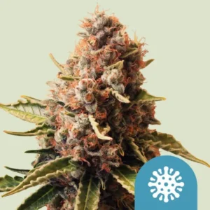 Euphoria CBD Strain Cannabis bud with frosty trichomes and orange pistils extends upwards, surrounded by vibrant green leaves. A blue symbol resembling a snowflake appears in the lower corner.
