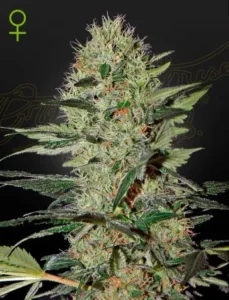 A dense Exodus Cheese Auto Strain cannabis plant stands tall, covered in trichomes, under muted lighting. In the top left, a green female symbol indicates the plant's gender.