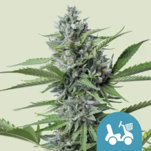 Fast Eddy CBD Strain Cannabis plant with dense, frosty buds and jagged leaves, set against a pale background. A blue icon featuring a scooter with a basket is in the lower right corner.