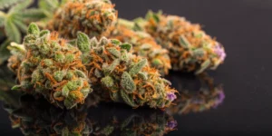 Macro shot of Fat Banana strain buds with trichomes and orange pistils on a black surface.