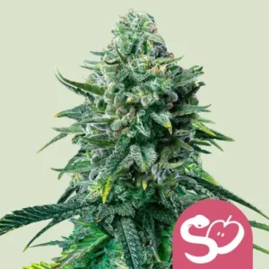A Forbidden Fruit Strain cannabis plant with dense, frosty buds and vibrant green leaves stands prominently. The plant is detailed against a plain light background. A pink logo with a white snake and apple symbol appears in the bottom-right corner.