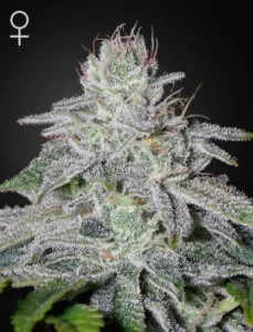 A frosty Francos Lemon Cheese Strain cannabis bud stands upright, covered in white trichomes, set against a dark background. A female symbol is visible in the top left corner.