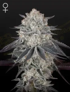 A frosty Fullgas Strain cannabis bud with dense trichomes and deep green leaves stands against a black background, with a female symbol in the upper left corner.