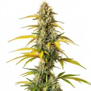 A GMO Strain cannabis plant stands upright, featuring dense, frosty buds with orange-yellow pistils, surrounded by vibrant green and yellow leaves against a plain white background.