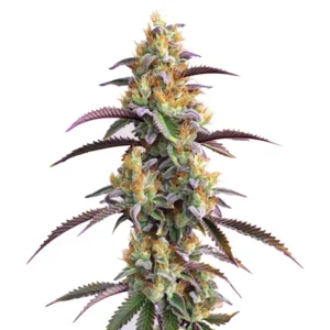 A Gator Breath Strain cannabis plant displays dense clusters of buds with vibrant orange pistils and purple-tinged leaves against a plain white background, highlighting its detailed textures and colors.