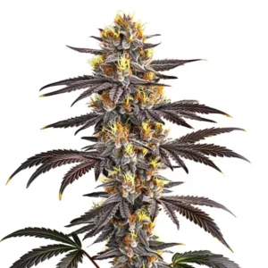 Purple Gelato Strain cannabis plant standing upright, showcasing dense buds with bright yellow and orange hairs; surrounded by dark, spiky leaves on a plain white background.