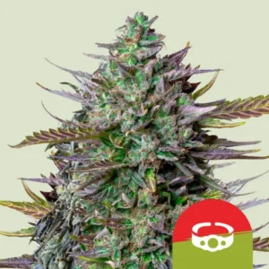 Goatlato Auto Strain Cannabis bud stands upright, displaying frosty green and purple leaves, against a neutral background. A red and green circular logo with a white icon overlays the bottom corner.