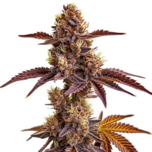 A Godfather OG Strain plant with dense, purple-tinged buds and spiky leaves stands upright against a plain white background, highlighting its vibrant colors and textures.